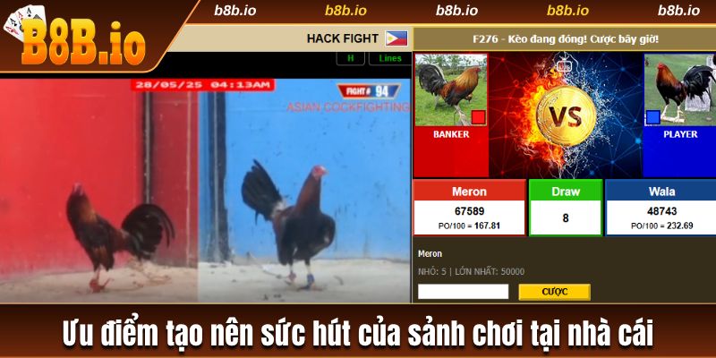 5 ưu điểm tạo nên sức hút của sảnh chọi gà