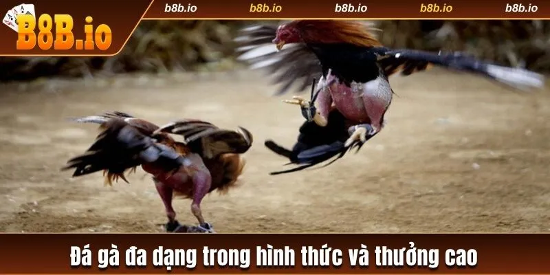 da-ga-da-dang-trong-hinh-thuc-va-thuong-cao